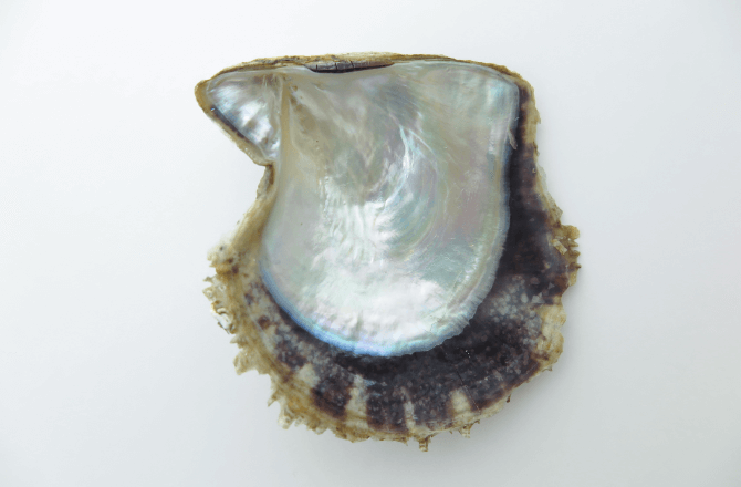 真珠の種類 真珠総合研究所