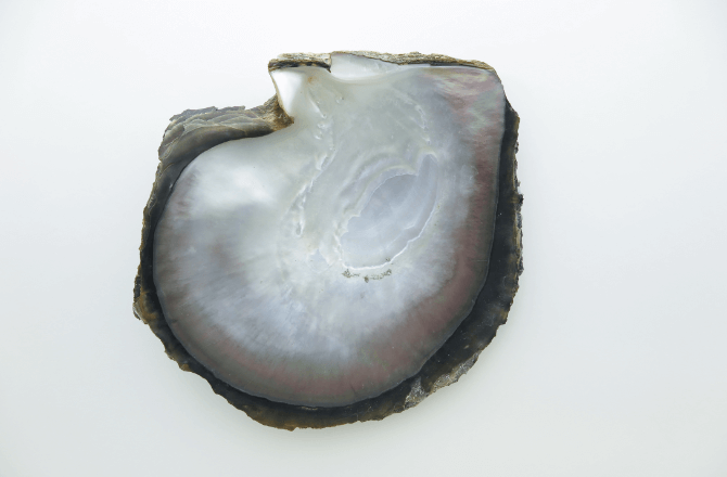 真珠の種類 真珠総合研究所